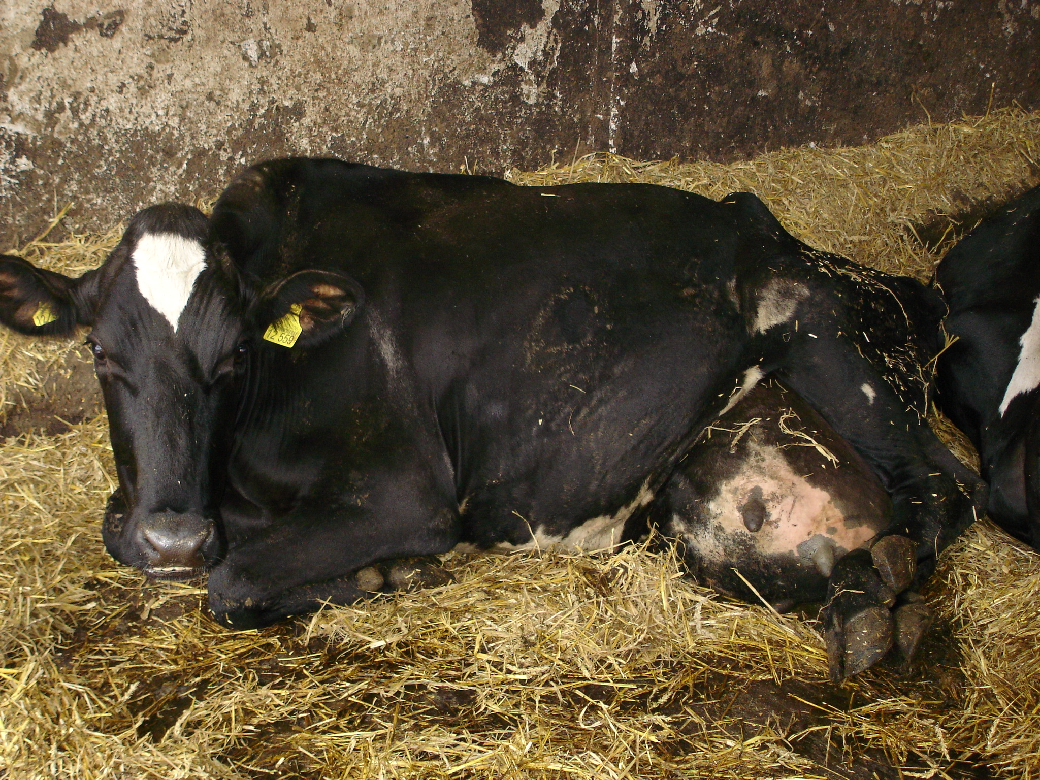 1.100 Rinder Opfer von Botulismus „Kontrolliertes Verenden“ eines